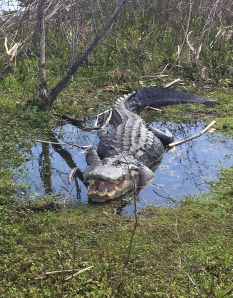 Did you know.. Alligators open their mouths to regulate body temp and also serve as a threat display to other alligators.  Want to learn more, join a tour!  407-572-3561 or Orlandoairboattours.com #wildlife #visitorlando #everglades #tours #attractions #airboatrides