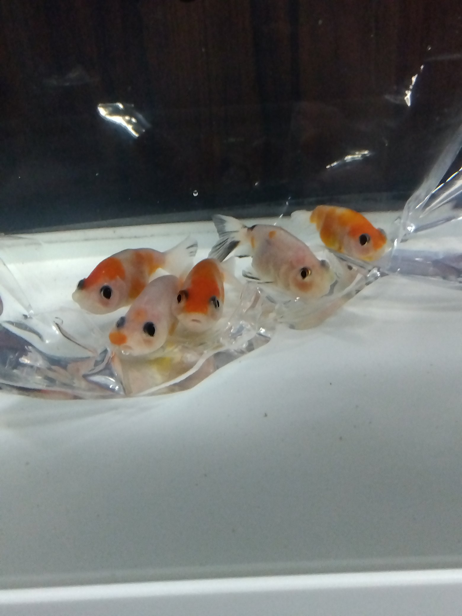 ☆きんぎょ✦プロフィール確認して下さい！☆ 桜アズマ 11番 全長約8.5センチ 金魚 kingyo 金魚生体 きんぎょ