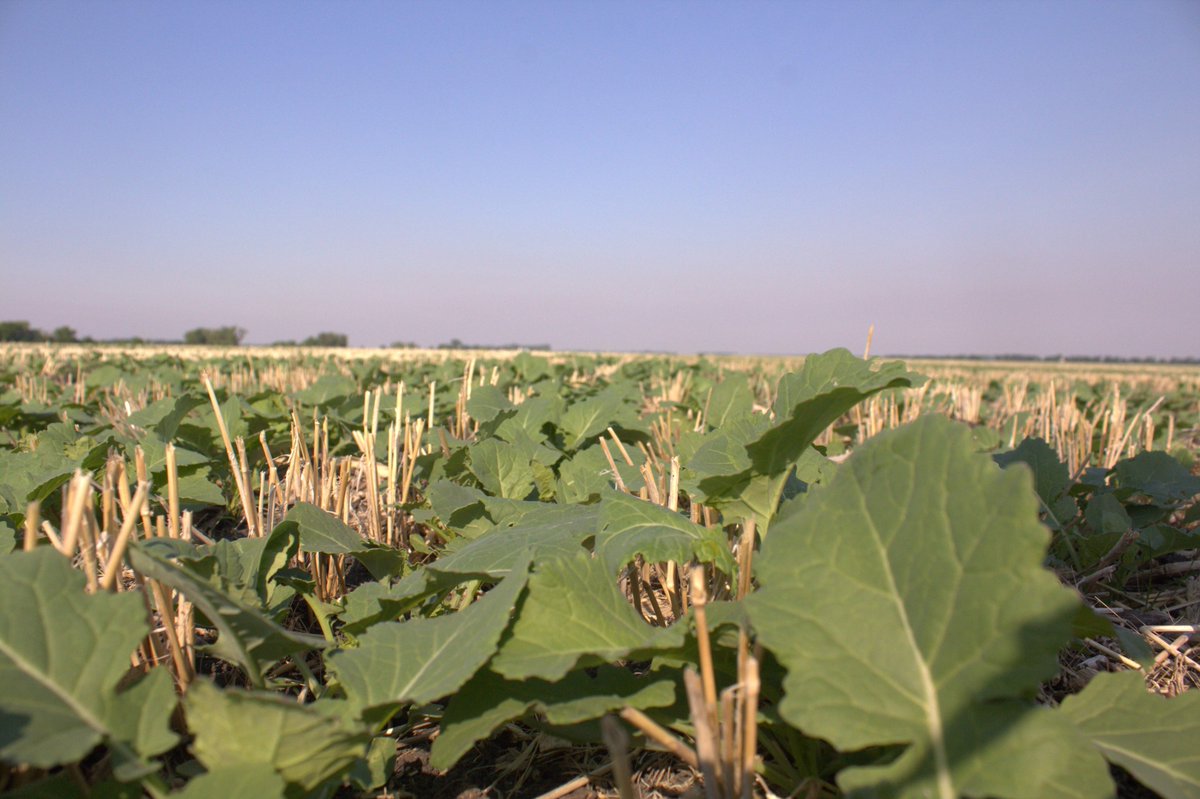 We're digging into the impact of phosphorus fertilizer source and rate on seed safety and crop uptake! This MCGA-led trial evaluates how different P sources perform in Manitoba soils when seed-placed at both standard (100%) and high (150%) application rates—with a goal to inform