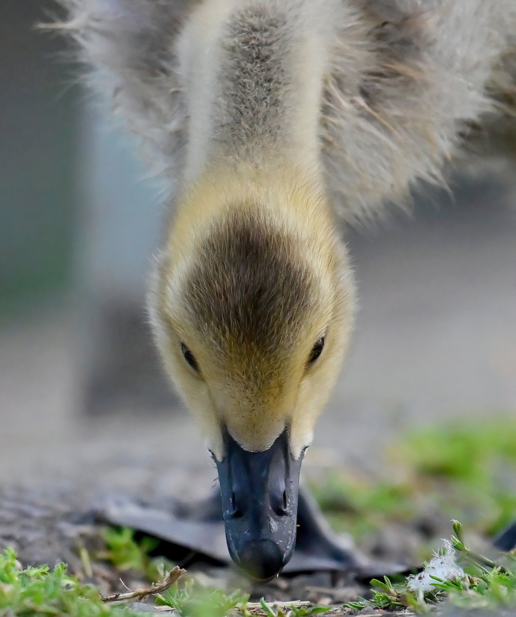 CarlBovisNature's tweet image. Canada Goose gosling at Chew Valley Lake recently.. 😍🐦