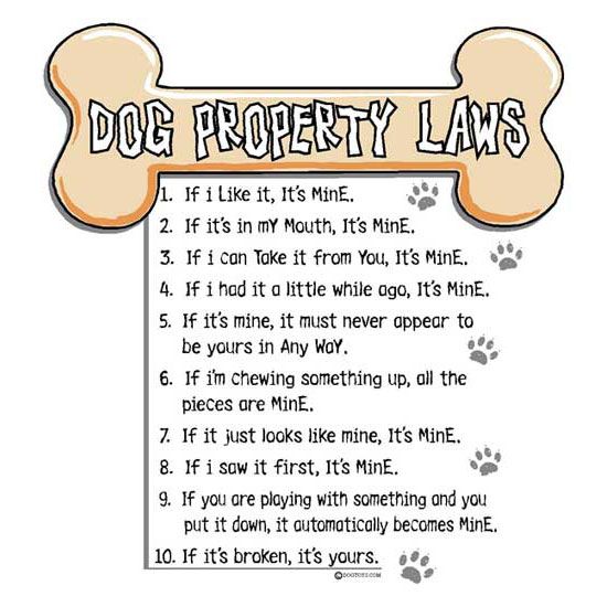 CJ Topher 💙🌻✌🏻 (@cj_fightpd) on Twitter photo <a href="/magnumssis/">Ebony (future assistance dog in the making)</a> Ebony, these are the rules & humans may not like them, but they have to follow them! 🐾🥰 <a href="/magnumssis/">Ebony (future assistance dog in the making)</a> Ebony, these are the rules & humans may not like them, but they have to follow them! 🐾🥰
