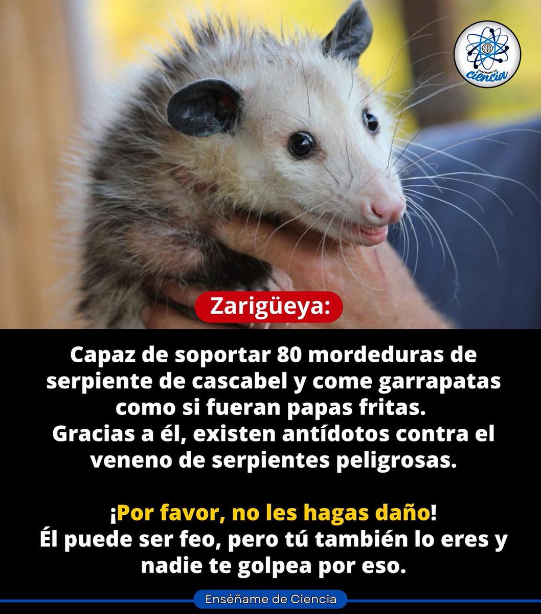 Es como ese amigo que se come todo lo que sobra… pero salva vidas. 🐍🛡