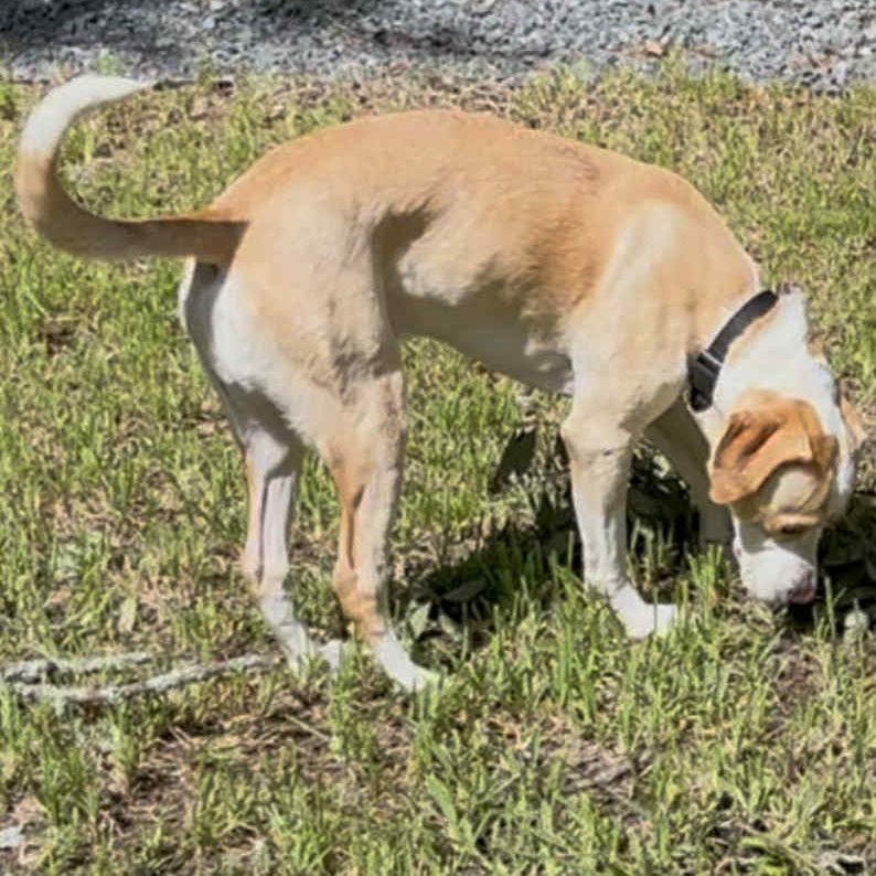 Tenikka Smith Hughes (@tenikkaanjax) on Twitter photo Had a bit of clean up in the the yard this morning after the severe storms that rolled through yesterday. My "helper" slowed down our progress, trying to chew on every stick. <a href="/MikeFirstAlert/">Mike Buresh</a> #FirstAlertWX Had a bit of clean up in the the yard this morning after the severe storms that rolled through yesterday. My "helper" slowed down our progress, trying to chew on every stick. <a href="/MikeFirstAlert/">Mike Buresh</a> #FirstAlertWX