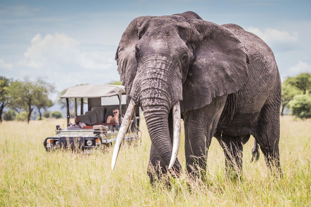 Rothschild Safaris tweet media