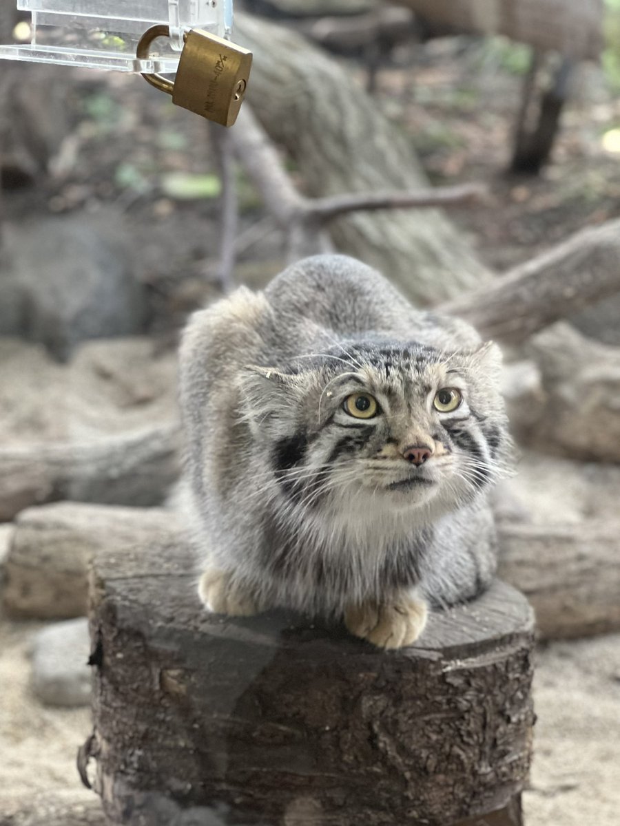 1.くんかっ、くんかっ！
2.あれ？おやつくれないの？？

若くて可愛らしい女の人を飼育員さんと勘違いしたのか近づいてきて全力で餌くれアピールしてて可愛すぎた〜♡
その時のおこぼれ写真です笑
撮影：2025年8月

#マヌルネコ #pallasscat
#ナゴム
#那須どうぶつ王国
