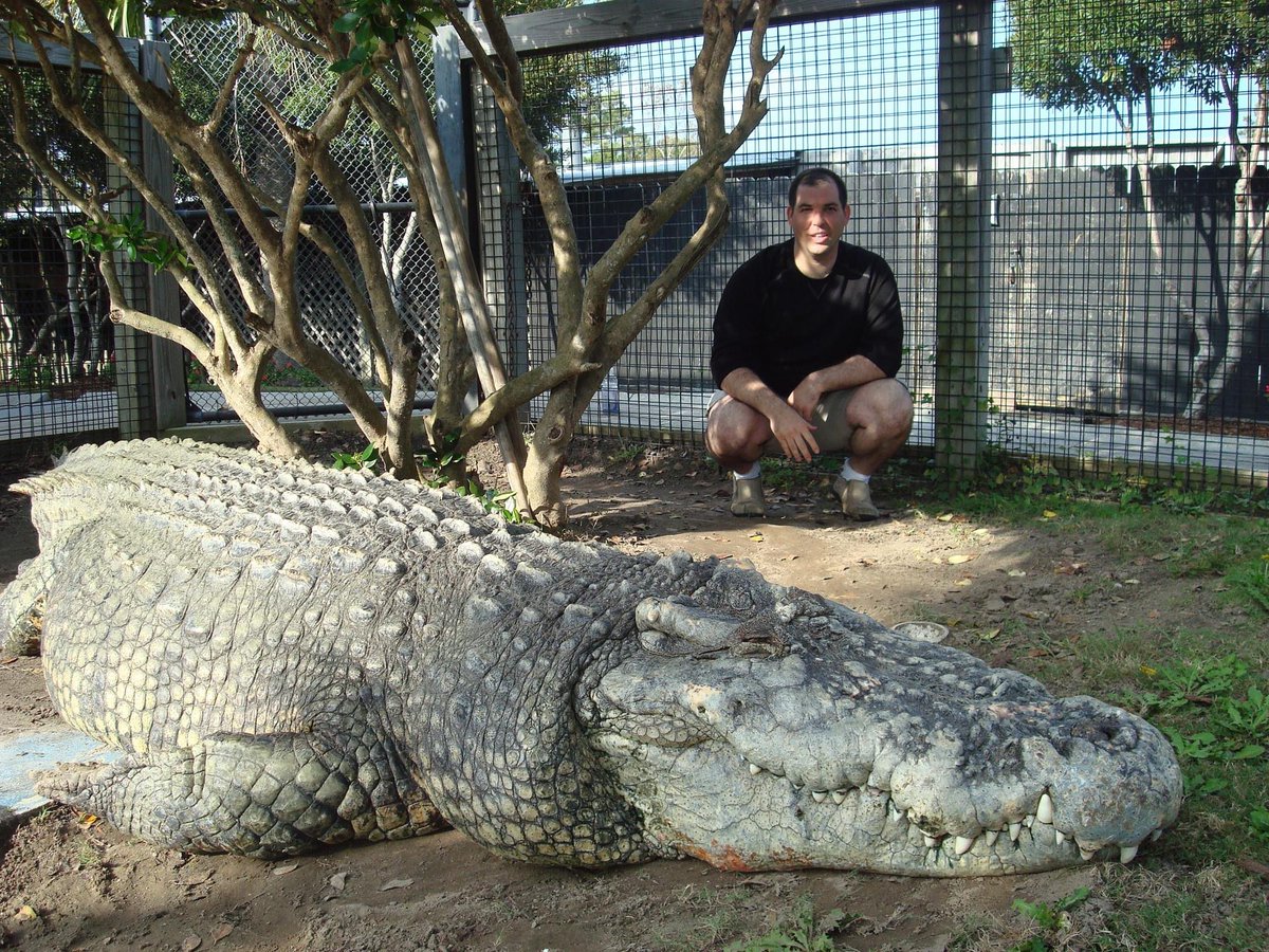 metasuchus's tweet photo. Rest in peace to Utan the giant Saltwater x Siamese crocodile hybrid from Alligator Adventure.
He apparently succumbed to cancerous tumors. https://t.co/EKxg9TNz6P