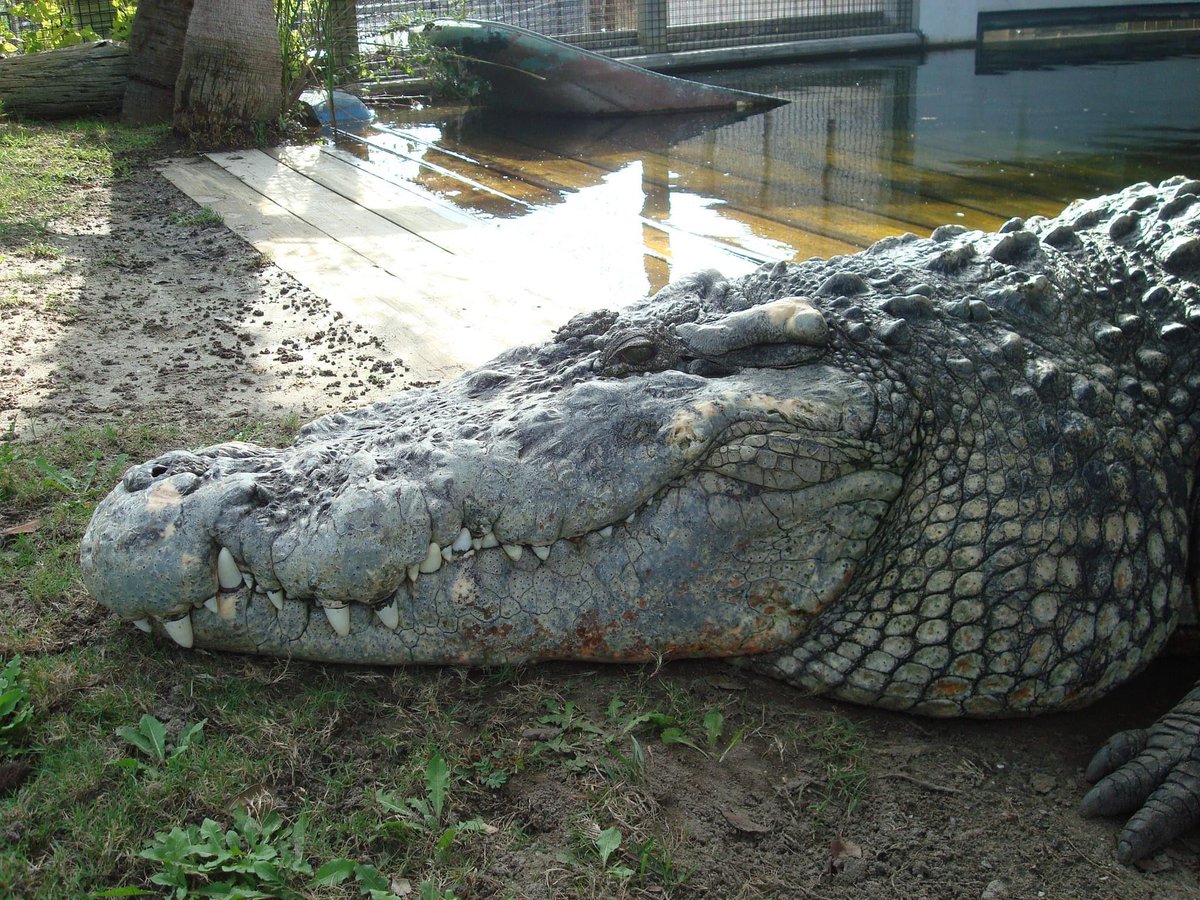 metasuchus's tweet photo. Rest in peace to Utan the giant Saltwater x Siamese crocodile hybrid from Alligator Adventure.
He apparently succumbed to cancerous tumors. https://t.co/EKxg9TNz6P