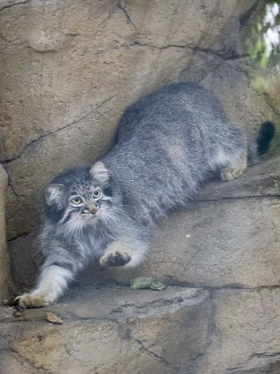 89枚目の #マヌフォトコン
のび〜〜てる瞬間のアブリコース♡
撮影：2025年7月

#マヌルネコ #pallascat
#アブリコース
#那須どうぶつ王国