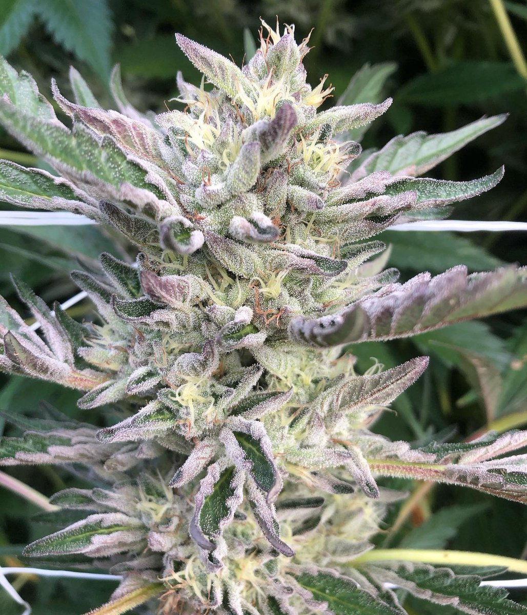 fullmoonfarms707 (@fullmoon7071) on Twitter photo Mendo Crumble x (Viper Cookies x Russian Lemon) looking sweet in the full term garden. Collab cross I made two years ago with that I pulled a good male out of and put on the Crumble last year. Fun plant to hunt, lots of color and Terps, and it looks like a decent yielder too. Mendo Crumble x (Viper Cookies x Russian Lemon) looking sweet in the full term garden. Collab cross I made two years ago with that I pulled a good male out of and put on the Crumble last year. Fun plant to hunt, lots of color and Terps, and it looks like a decent yielder too.