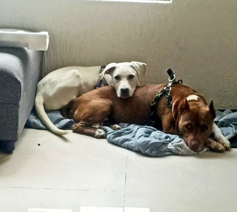 Amigos la.hermosa jelly sigue en su ht, pero estamos en busca de su hogar para siempre. 

Quien no sepa quien es jeje es la café. 

Esta entrenada, no se hace adentro, no rompe nada, no se sube a las camas ni nada

Ojala alguien le pudiera dar una oportunidad... me ayudan a
