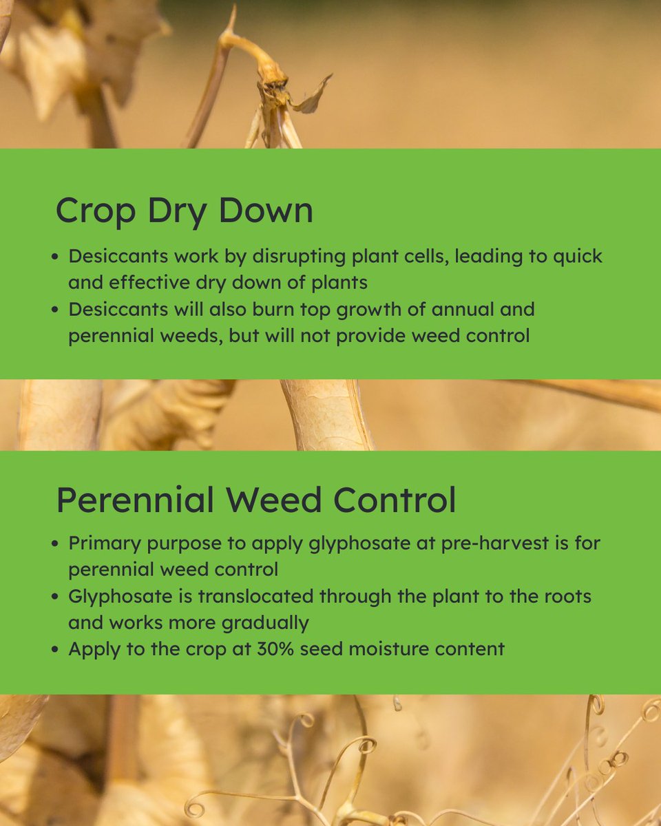 Choosing the right pre-harvest application? Here's a quick breakdown!

Whether you're aiming for faster dry down or long-term weed control, it’s important to match your product to your goal.

✅ Desiccants = Quick dry down, not for weed control
✅ Glyphosate = Best for perennial