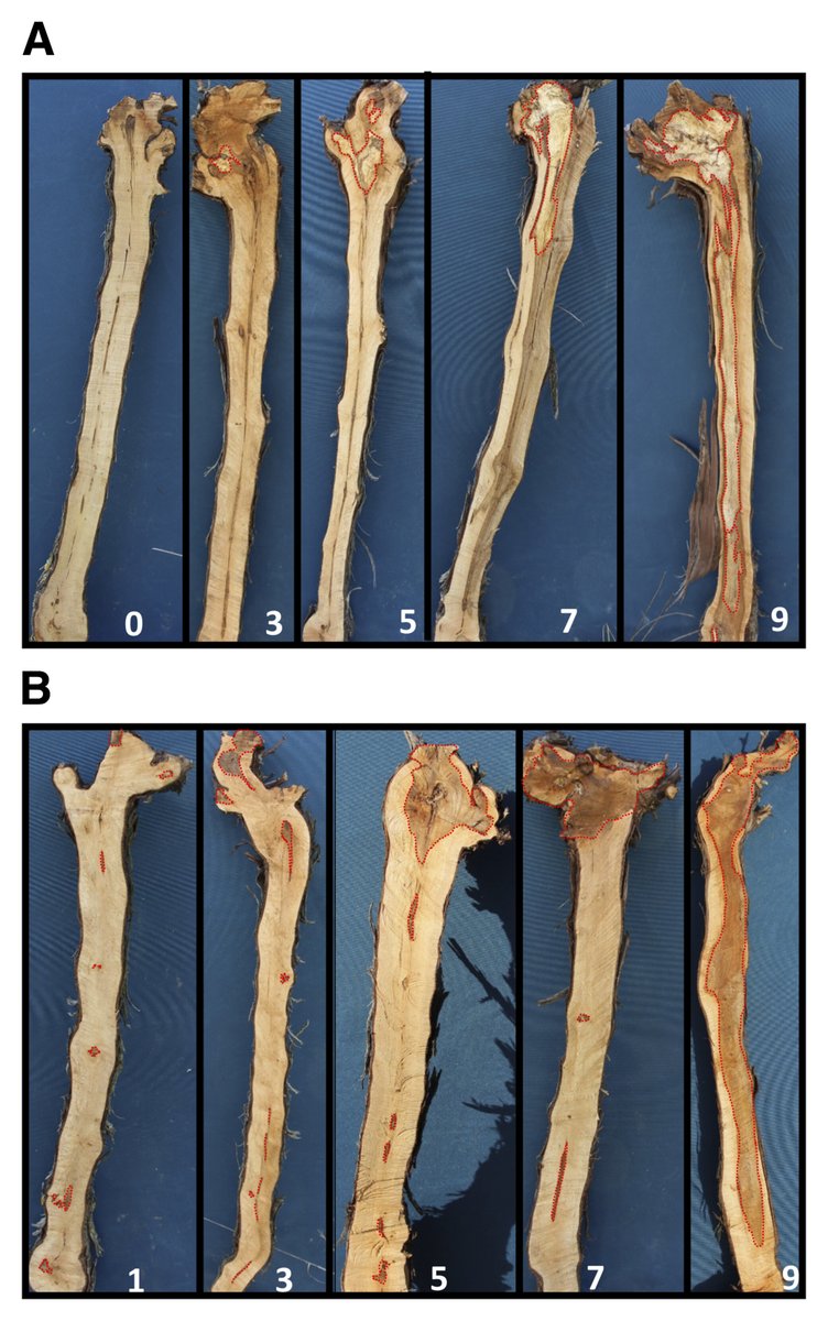 Editor’s Pick! Studying a Riesling × Gewurztraminer cross, Guillaume Arnold et al. found a key genetic locus, ENS1, on chromosome 1 linked to esca-related trunk necrosis—a step toward breeding resistant grapevines. <a href="/KomlanAvia/">Komlan Avia</a> Learn more: doi.org/10.1094/PDIS-0…