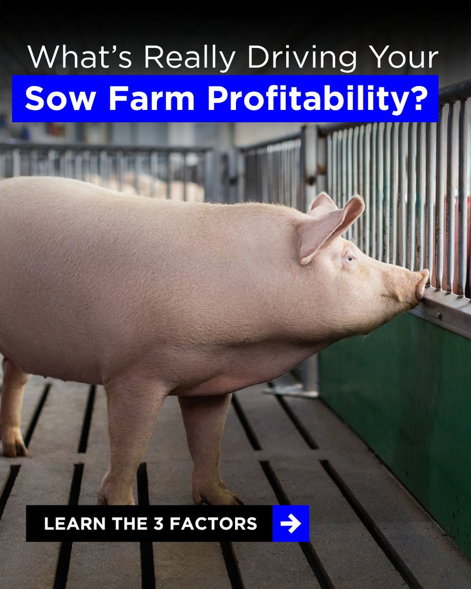 Swine farm profitability isn’t just about the market, it’s about how you respond to it.​

Explore the 3 factors that drive 98% of swine farm profitability — and why nutrition may matter more than you think. zinp.ro/45k2Dot