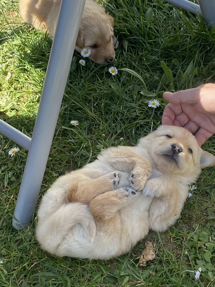 Animal Lover (@animal_fanlover) on Twitter photo 