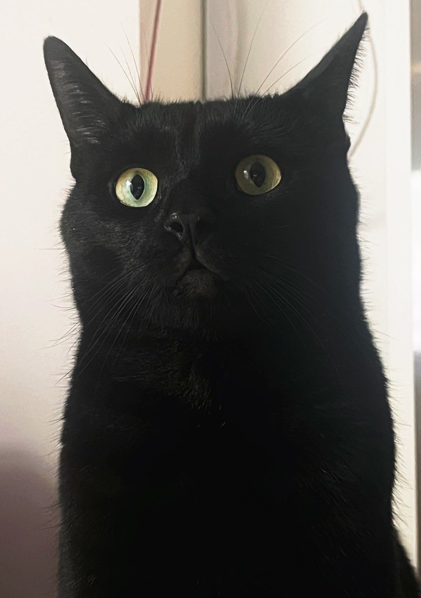 Happy 4th birthday Nyx <3