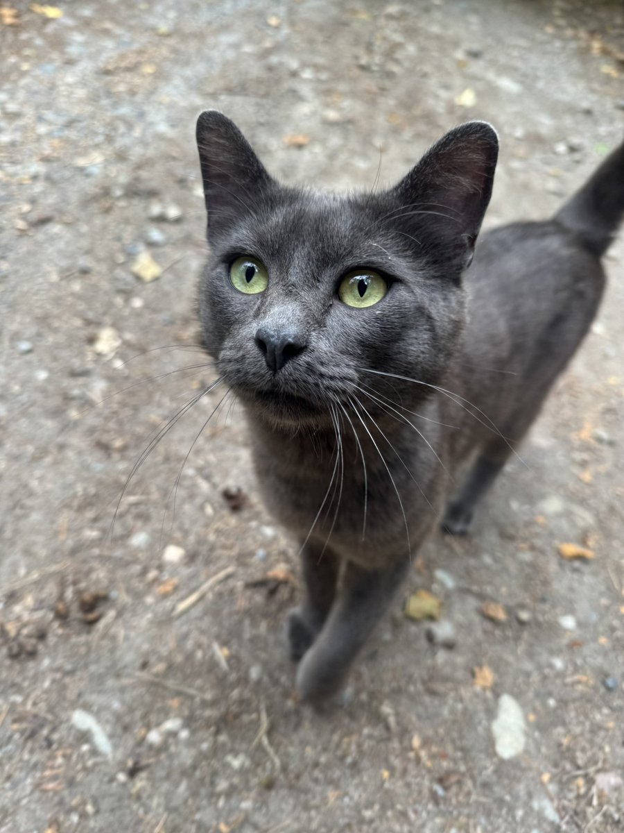 PNWGUERRILLA tweet media