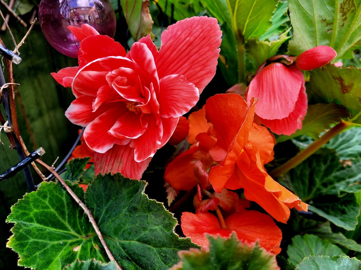 Garden therapy to help calm me and try to forget the pain of fractured vertebrae