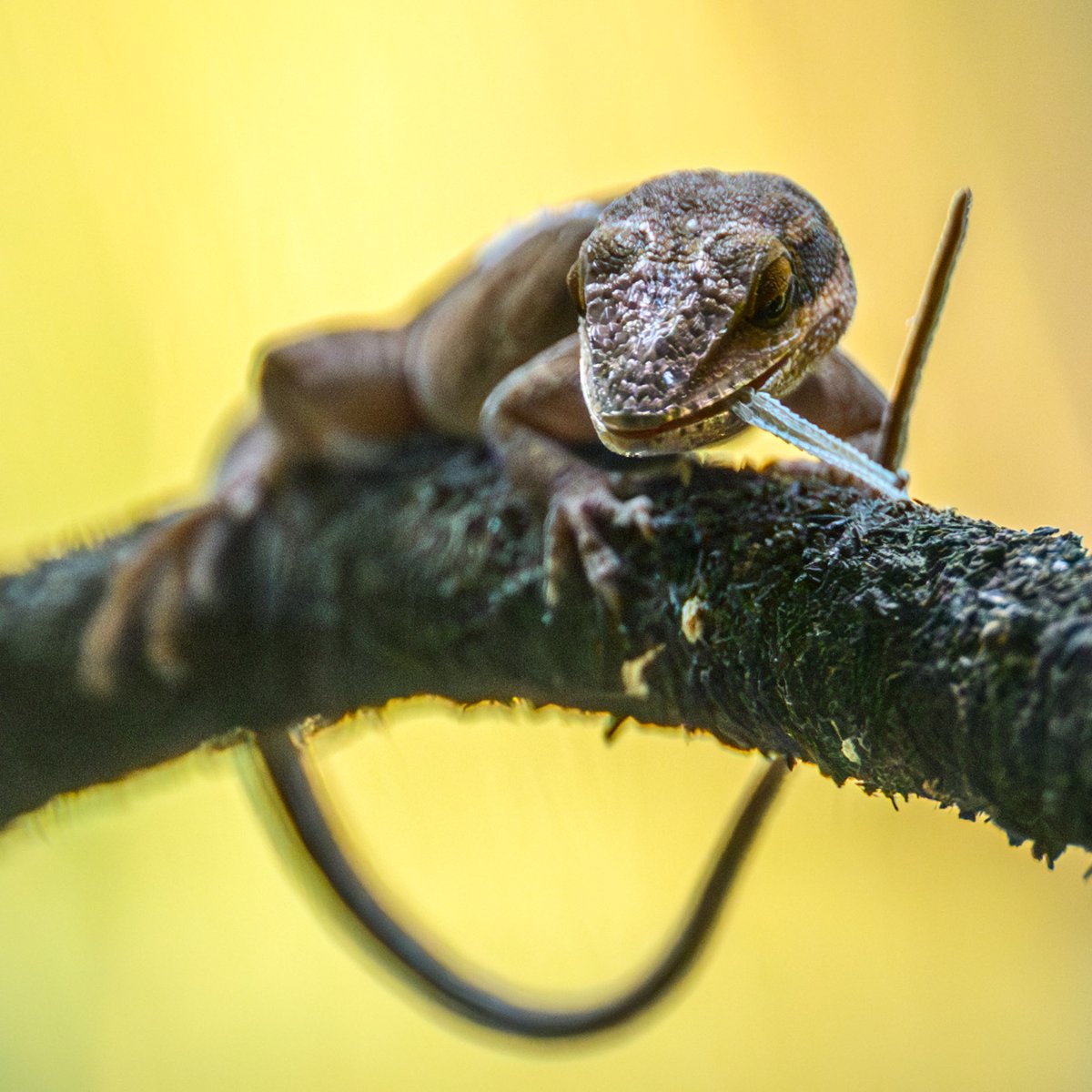 Happy World Lizard Day!

Today we're celebrating the creatures who know that shedding the past isn’t just self-care... it can also be a tasty snack 😋

📸: Justin Benttinen
