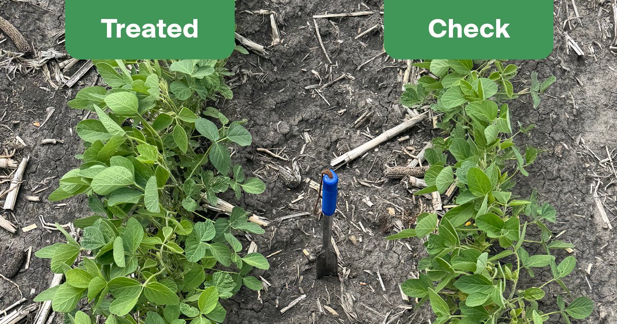 The combination of Pretium SDS and Trunemco versus the untreated check. Prosper, ND seed trail May 30th. nufarm.com/usst/
#ag #seedtreatment #Trunemco #cropprotection #agtwitter