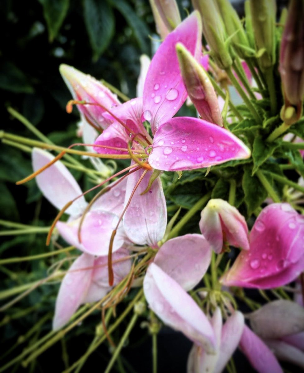 ChristinaKottm2's tweet photo. Flowers in the rain… https://t.co/xW55goA6mG
