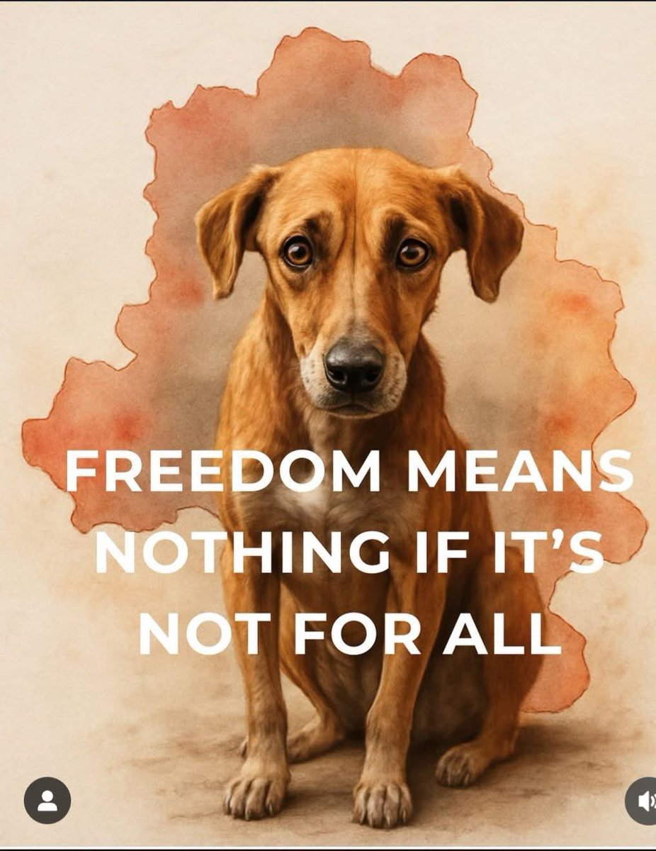 SaveTheDogsGoa's tweet photo. #SaveDelhiDogs2025 
#SaveGoaDogs2025
#freeTheStrays https://t.co/Ao4HTgtSl2