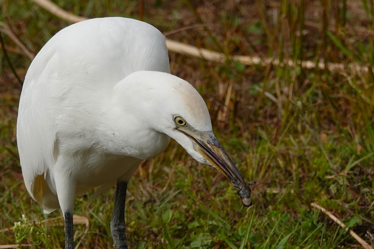 De koereigers foerageren samen met hun jongen en de jeugd leert snel (natuurgebied De Banen) <a href="/GemNederweert/">Gemeente Nederweert</a>