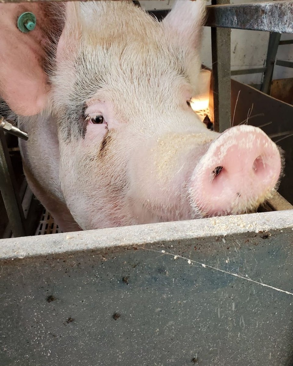 🐷😓 You might have heard that pigs cannot sweat.
In the summer heat, farmers use misters, fans, and temperature-controlled barns to keep pigs comfortable and stress-free. A well-cared-for pig is a healthy pig!

#PigCare #AnimalWelfare #pigfarming #porkproduction #pigs #pigfarm