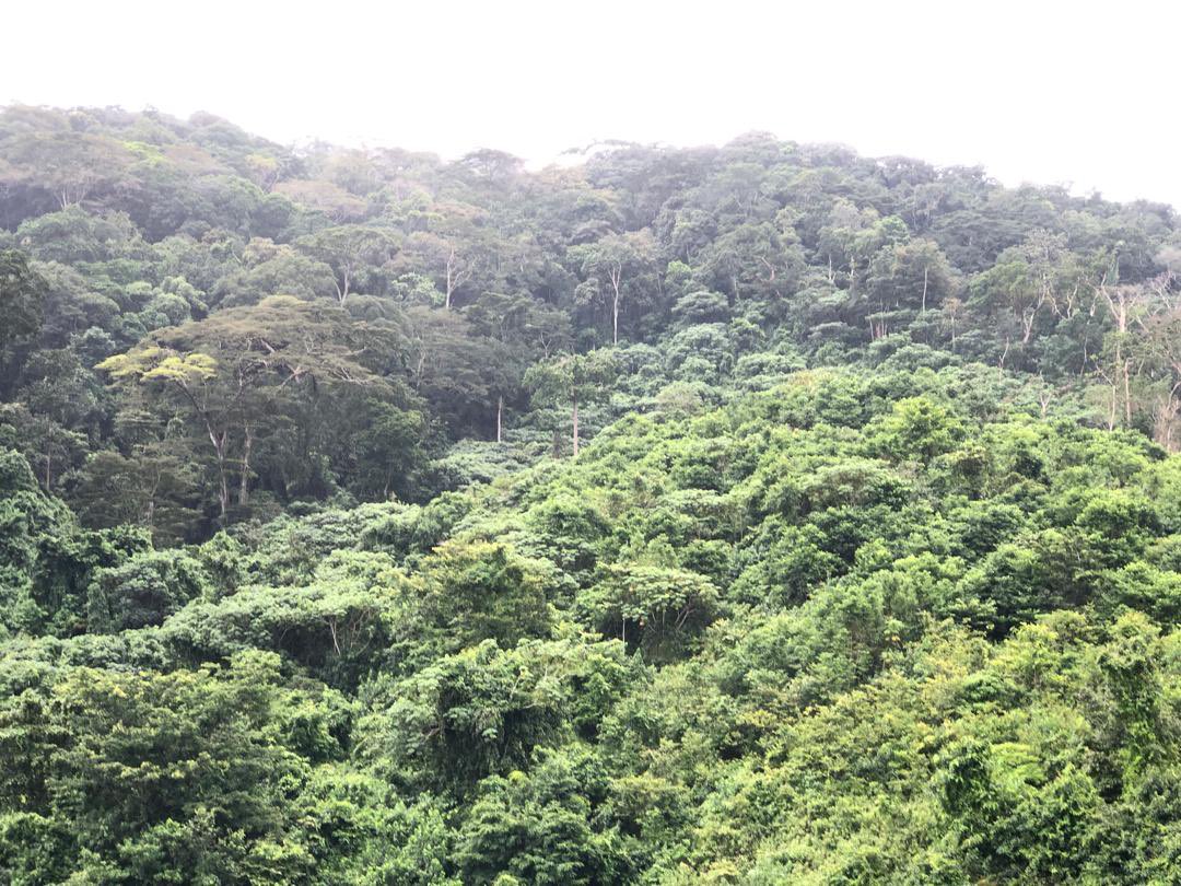 SLEM_SL's tweet photo. Good news &amp; bad news from Kambui South: Forest near Kotomahun village is thriving &amp; full of wildlife this rainy season. But illegal gold mining &amp; dredging are destroying it. We’re meeting with the community to put a permanent stop to these activities. https://t.co/skm4Pi8d3D