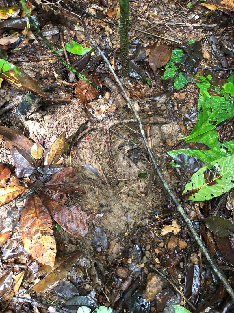 SLEM_SL's tweet photo. Good news &amp; bad news from Kambui South: Forest near Kotomahun village is thriving &amp; full of wildlife this rainy season. But illegal gold mining &amp; dredging are destroying it. We’re meeting with the community to put a permanent stop to these activities. https://t.co/skm4Pi8d3D
