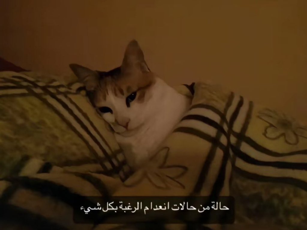 1Fmiii's tweet photo. حصلل https://t.co/mCus9d5aen