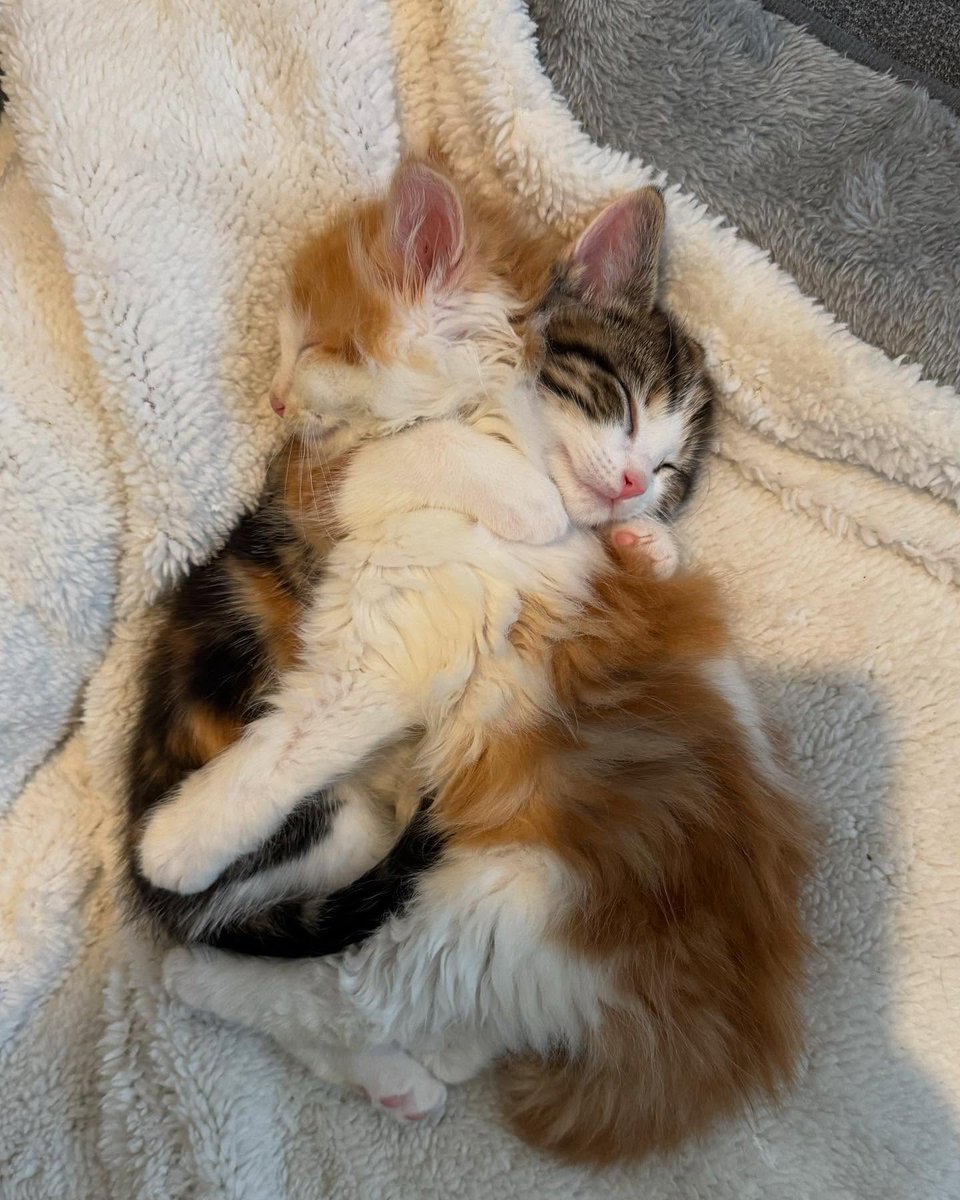 Thepetsonly's tweet image. 💏
  Cuddle love