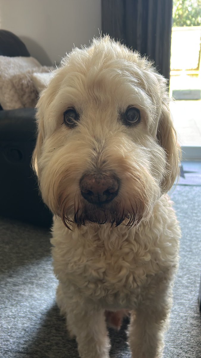 RIP to my best mate 14 years old my god im gonna miss you like you’ll never know see you on the other side Alfie xx