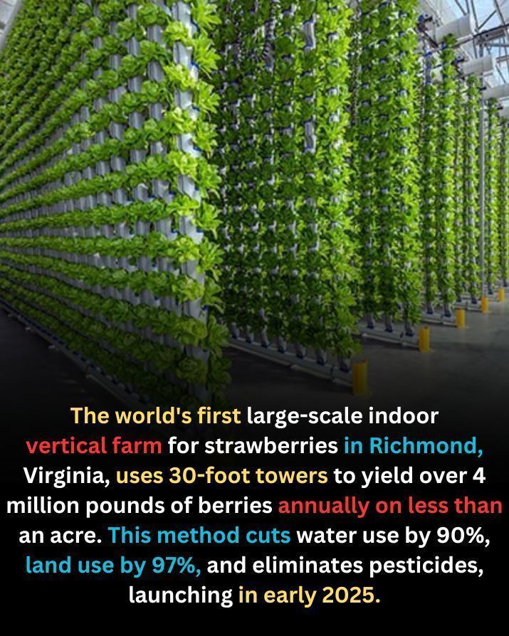 America's  first large-scale indoor vertical farm for strawberries is set to open in Richmond, Virginia, in early 2025. Using 30-foot towers, it produces over 4 million pounds of strawberries annually on less than an acre of land. This innovative method reduces water use by 90%,