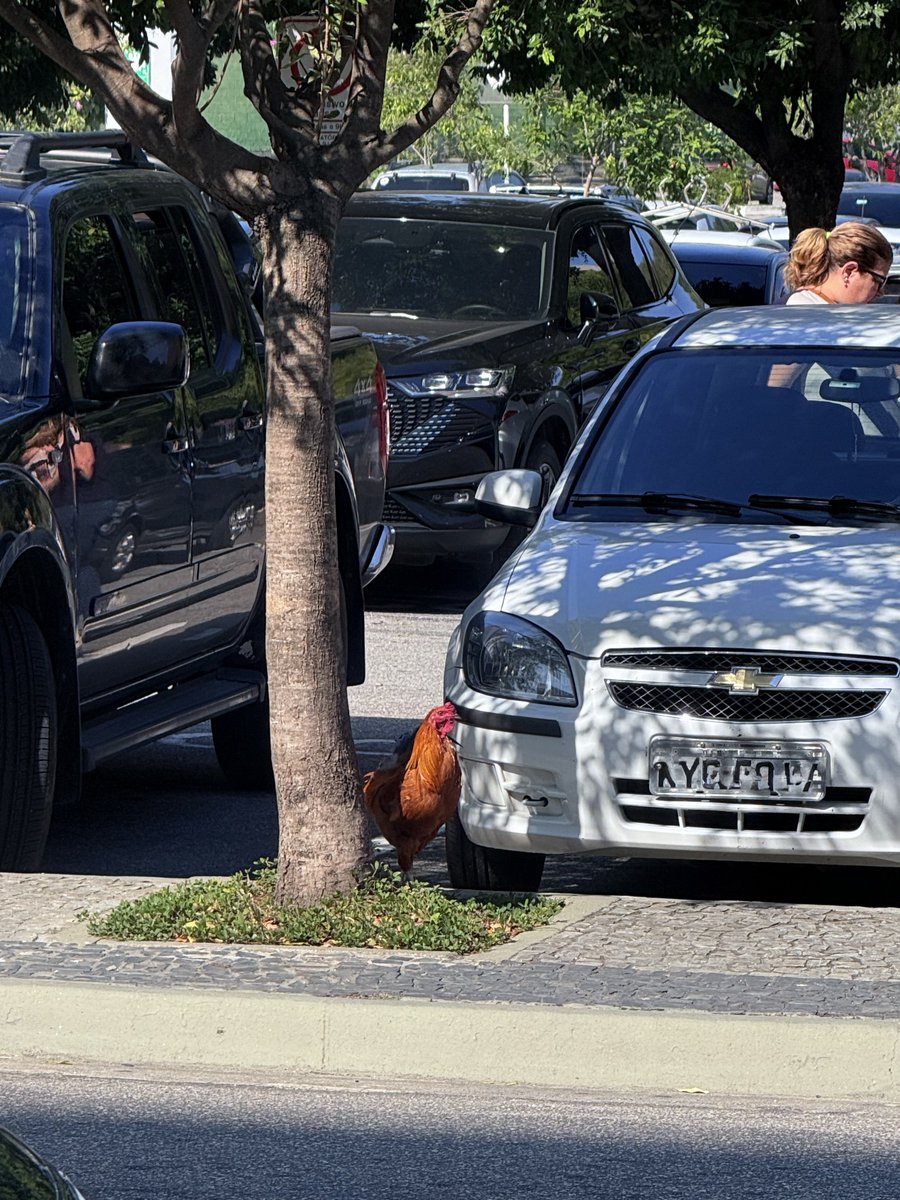 um galo no meio do estacionamento do nova américa kkkk subúrbio é especial demais na moral