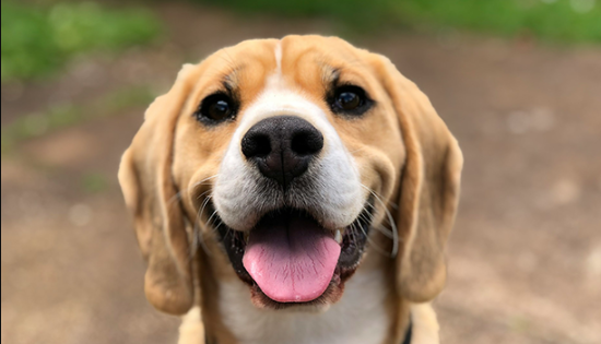 August is National Dog Month. We celebrate pups, support shelters, and promote #AdoptDontShop to give dogs a loving, forever home sweeps.pet/august-is-nati…