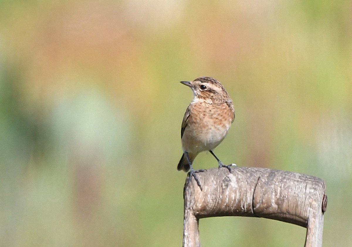 Whinchat in the market garden at Woodoaks today. #hertsbirds #londonbirds <a href="/FarmWoodoaks/">Woodoaks Farm</a>