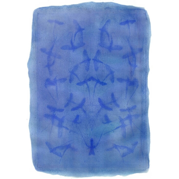 alternativephot's tweet image. 🌿 Four stunning anthotypes from around the world for World Anthotype Day:
- Hollyhocks — Bengisu Çaygür, Turkey
- Logwood — Kateřina Malečová Suková, Czech Republic
- Loosestrife — Sam Ulla Lindsay, UK
- Wild Violet — Mickey Mariash, USA
#anthotype #altprocess #worldanthotypeday