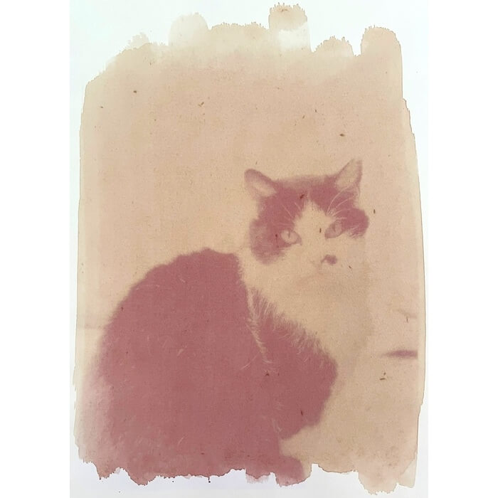 alternativephot's tweet image. 🌿 Four stunning anthotypes from around the world for World Anthotype Day:
- Hollyhocks — Bengisu Çaygür, Turkey
- Logwood — Kateřina Malečová Suková, Czech Republic
- Loosestrife — Sam Ulla Lindsay, UK
- Wild Violet — Mickey Mariash, USA
#anthotype #altprocess #worldanthotypeday