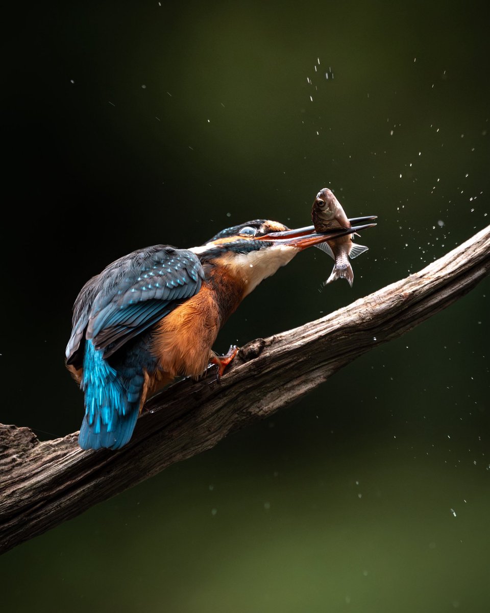 Paul Browning Photography tweet media