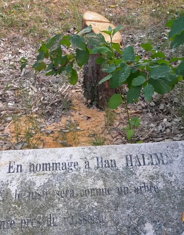 JeremBenhaim's tweet photo. L’olivier planté à Epinay-sur-Seine en hommage à Ilan Halimi — torturé et massacré par le « gang des barbares » en 2006, uniquement parce qu’il était Juif — a été tronçonné la nuit dernière.

Les mots manquent pour exprimer le dégoût que je ressens face à un acte aussi écœurant. https://t.co/AGpLDC7Yxq