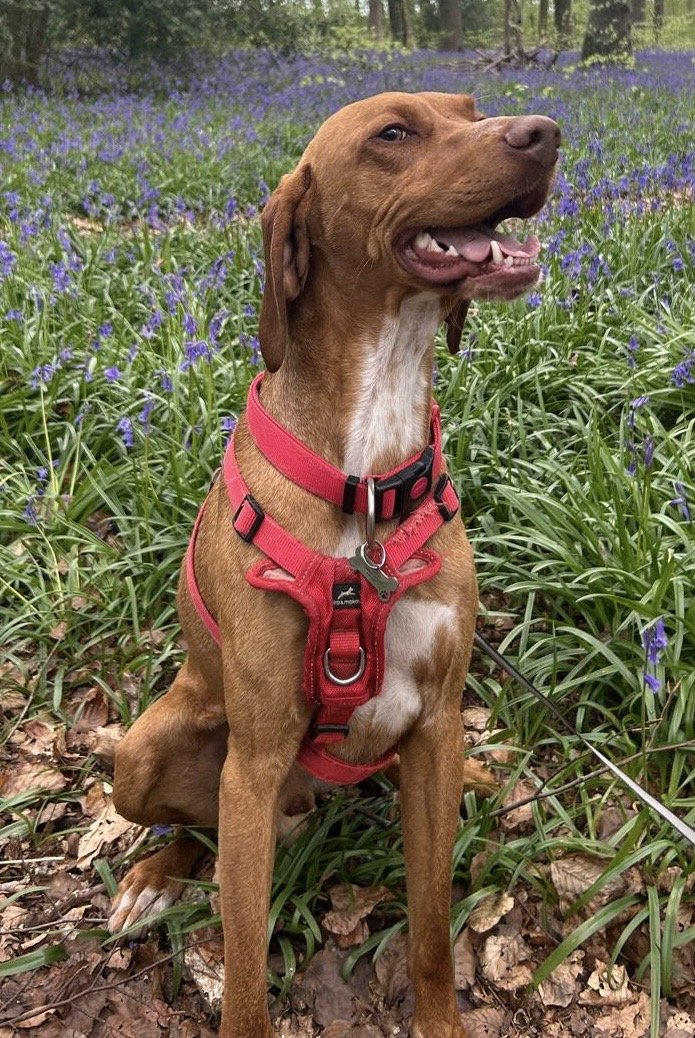 ARLO HOME SAFE. THANKS FOR RT's 😊🐕🐾

🆘12 AUG 2025 #Lost Arlo #ScanMe #PUPPY
YOUNG Red &amp; White Hungarian Vizsla Male 
Fleet Pond #Fleet #Hampshire #GU51 doglost.co.uk/dog/199547