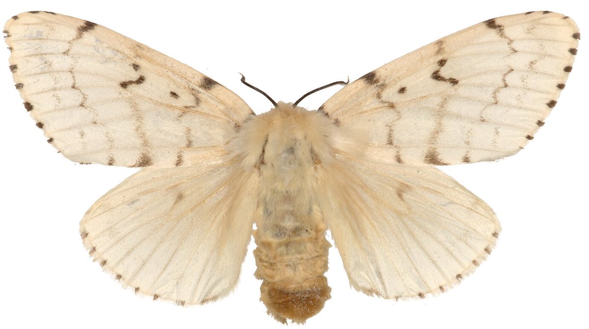 🚨KEPHIS STOPS A DISASTER 🚨

A ship infested with the destructive Asian Gypsy Moth was intercepted in Mombasa before it could endanger Kenya’s agriculture &amp; forests. 
Details: floriculture.co.ke/kephis-interce…