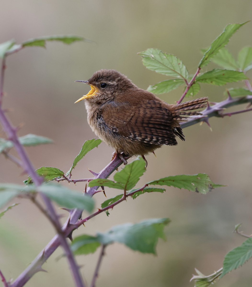 Juvenile Wren still calling for food this week.
#NaturePhotography #birds #birding #wildlifephotography #NatureLovers #birdphotography