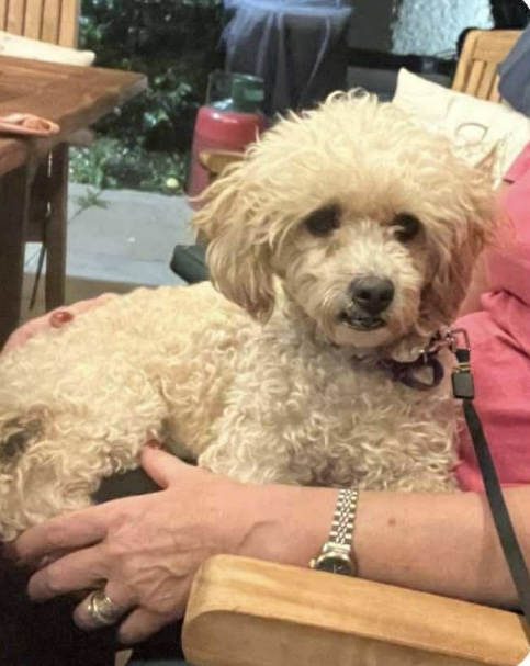 PENNY HOME SAFE. THANKS FOR RT's 😊🐕🐾

🆘11 AUG 2025 #Lost Ramble / Penny #ScanMe
YOUNG Honey Cavachon Female #PUPPY  
Spencer’s Wood #Reading #RG7 doglost.co.uk/dog/199537
