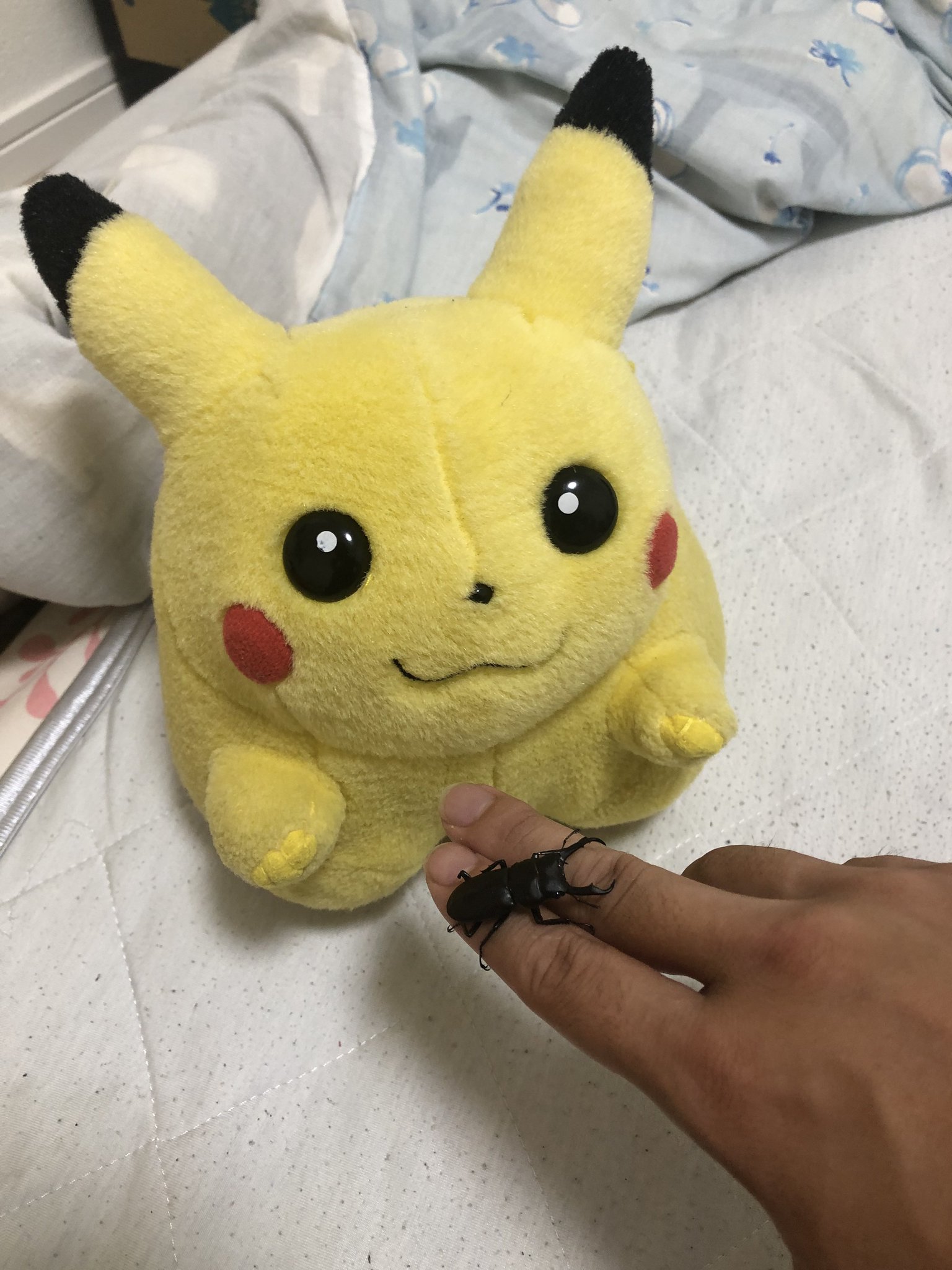 PIKA(無言購入すみません) ココピタプラスあったか実感 スニーカー ブラック | マツキヨ