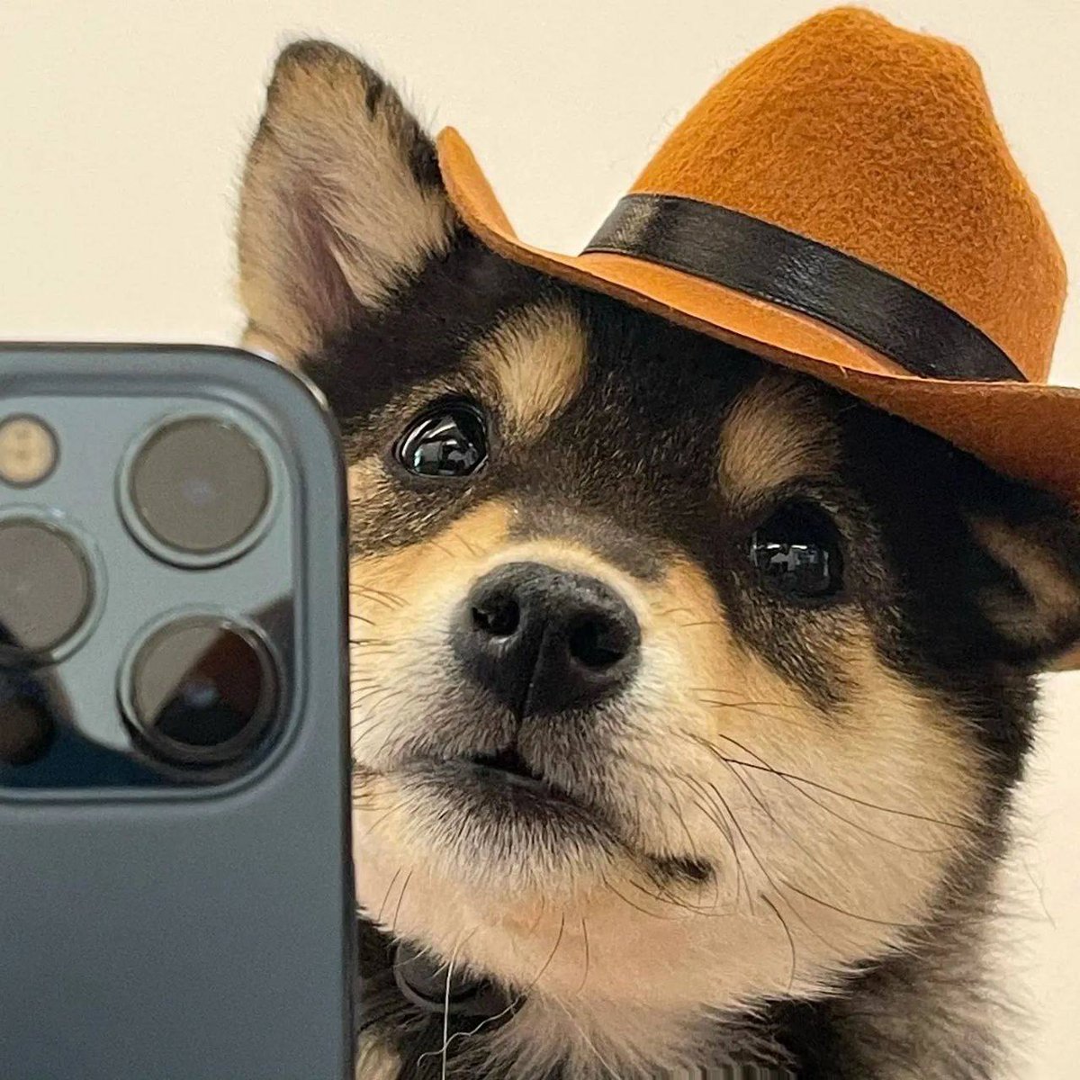 New sheriff in town… and my badge says $MANYU 🐾

#ManyuArmy $SHIB #ShibArmy $WIF $Doge $Floki $Neiro $ETH $HTX #Binance