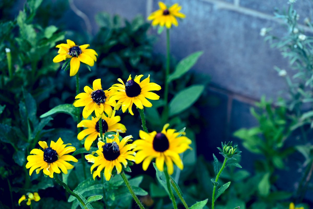 db_persoectives's tweet image. Gardeners delight