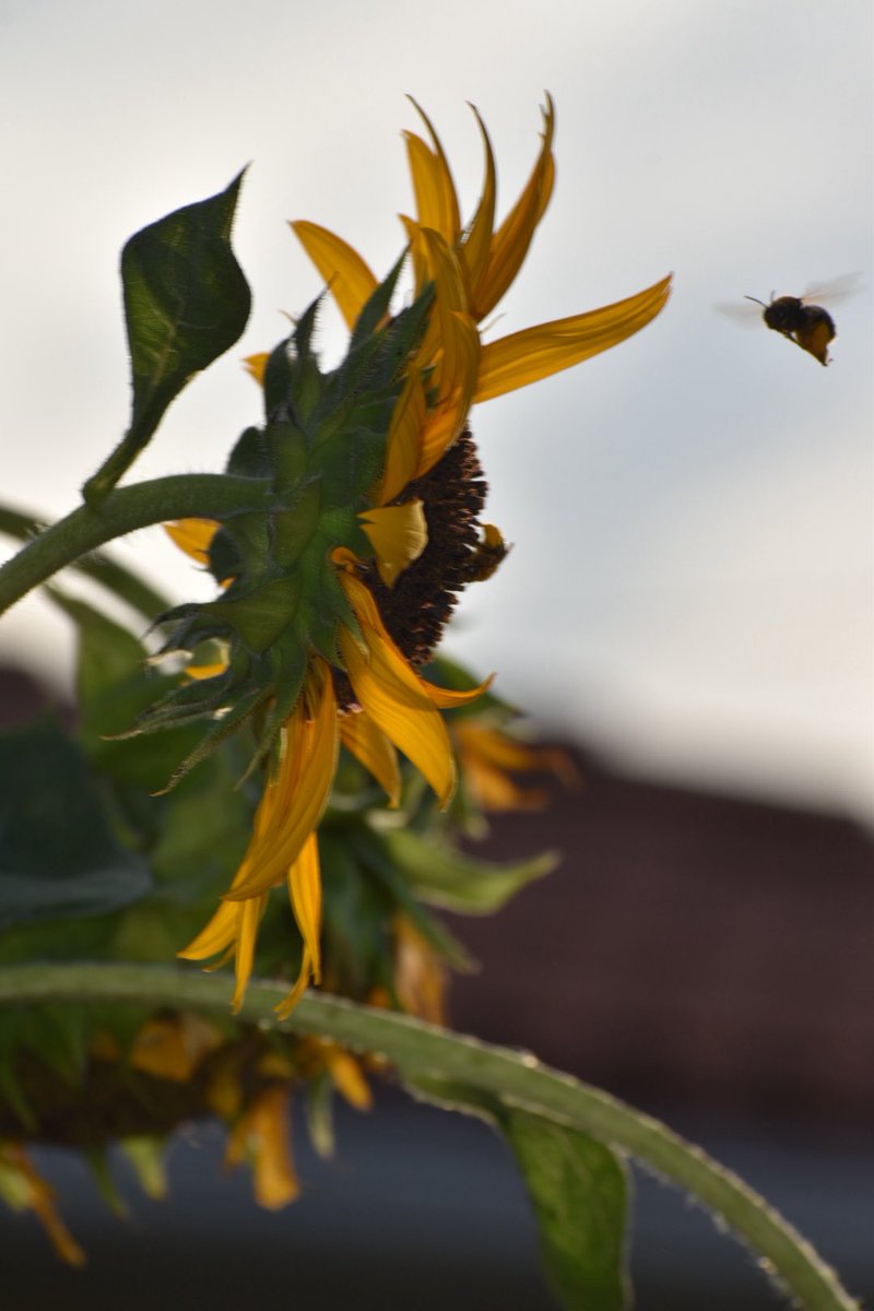 db_persoectives's tweet image. Gardeners delight