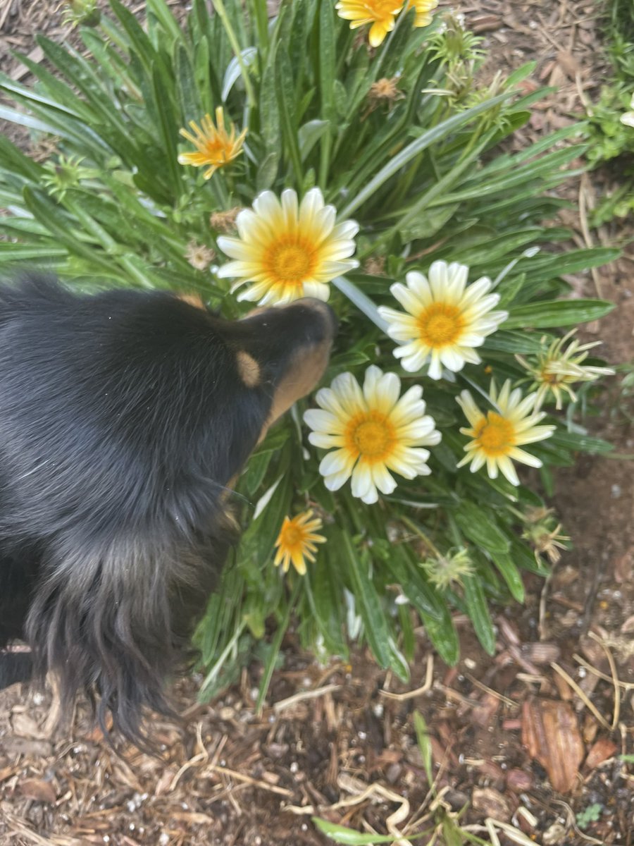 db_persoectives's tweet image. Gardeners delight