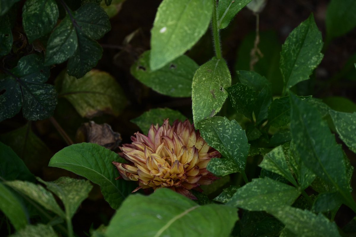 db_persoectives's tweet image. Gardeners delight